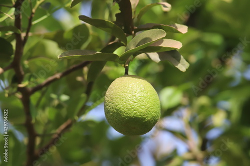 lemon tree with fruits