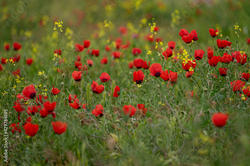 Red Poppy Flowers in a field