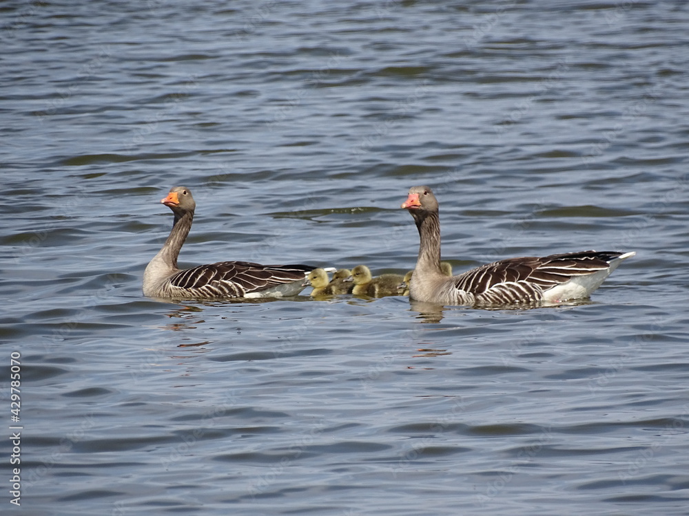 Fototapeta premium Ganz und Kücken im Wasser