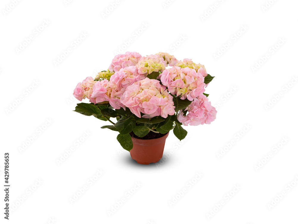 bouquet hydrangea beautiful hot of pink flowers in a pot isolated on white background with clipping path bouquet hydrangea beautiful hot of pink flowers in a pot isolated on white background with clipping path