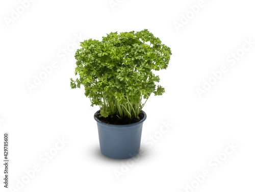  Parsley beautiful flowers in a pot isolated on white background with​ clipping path​