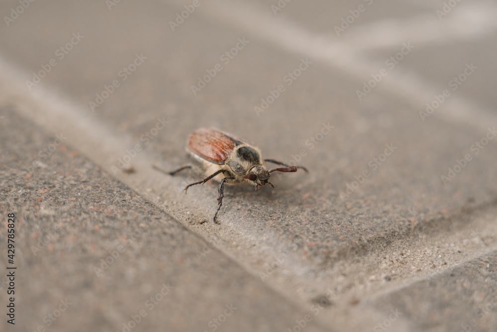 May beetle crawling on the asphalt in spring May beetle crawling on the asphalt in spring