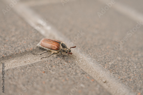 May beetle crawling on the asphalt in spring