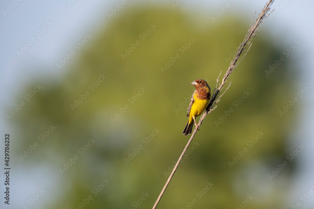 Red headed bunting bird on Perch Red headed bunting bird on Perch