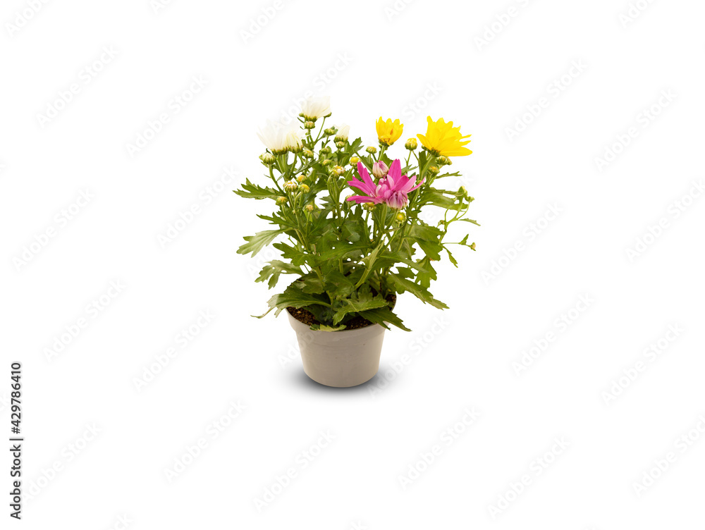 Beautiful summer flowers in a pot isolated on white background with​ clipping path​