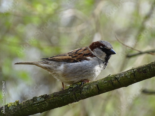 Spatz auf dem Ast