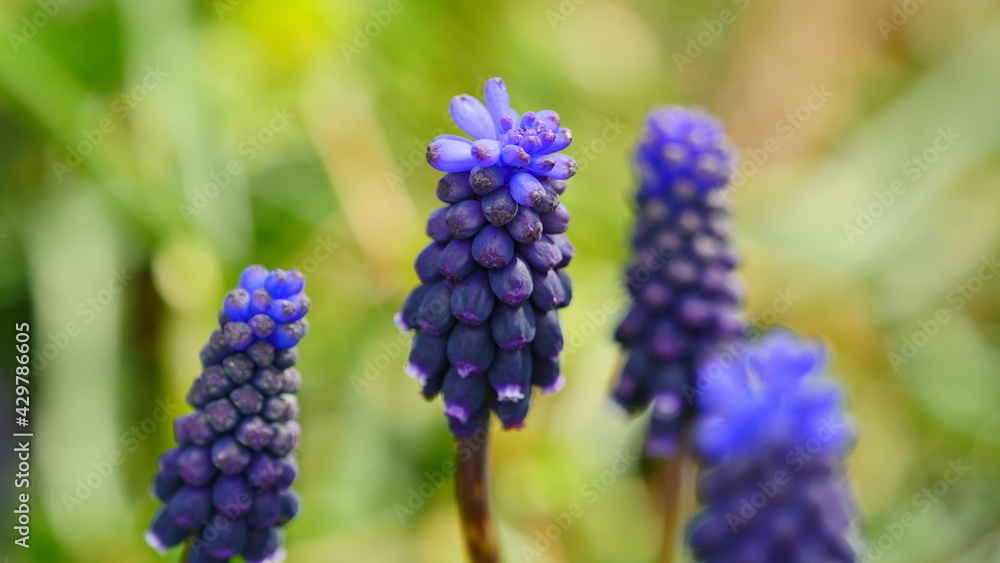 Muscari Neglectum in Spring, blue flowers Muscari Neglectum in Spring, blue flowers