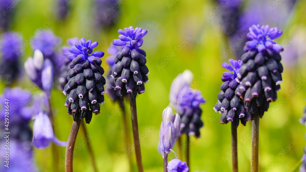 Muscari Neglectum in Spring, blue flowers Muscari Neglectum in Spring, blue flowers