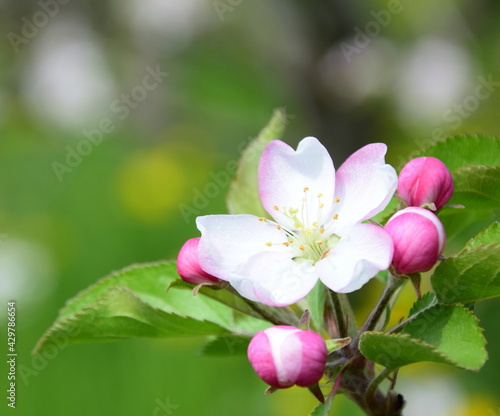 Wundersch  ne Apfelbaumbl  ten in Rosa und Wei   im Sonnenlicht im Fr  hling in Lana bei Meran - S  dtirol