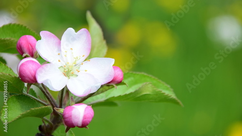 Apfelbaum mit Apfelbl  ten in rosa und wei   in der Fr  hlingssonne - Apfelbaumbl  te in S  dtirol - Lana bei Meran