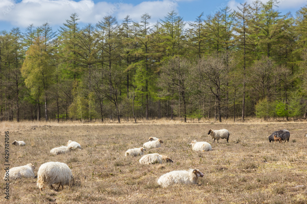Fototapeta premium Herd of sheep lying in the heather fields of Duurswouderheide