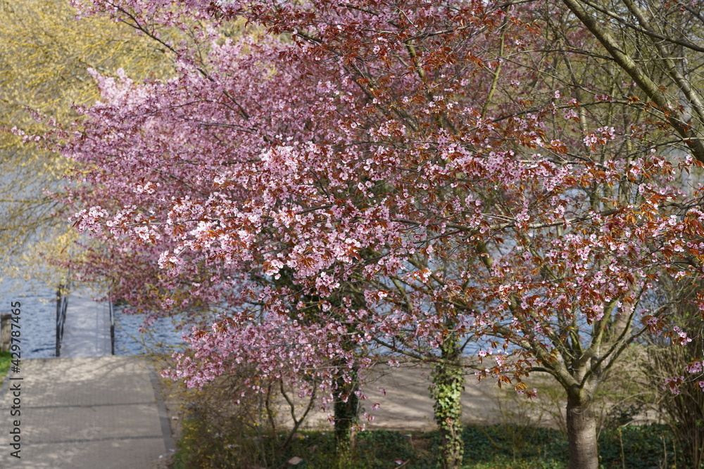 Kirschblüte am Berliner Mauerweg am Griebnitzsee bei Sonnenschein