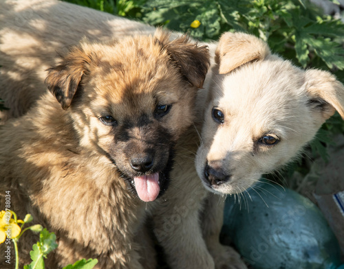 Two homeless puppies on the street.