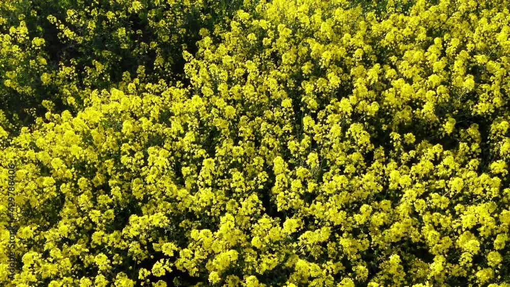 Aerial view of raps field. Colorful field of yellow blooming raps flowers Aerial view of raps field. Colorful field of yellow blooming raps flowers