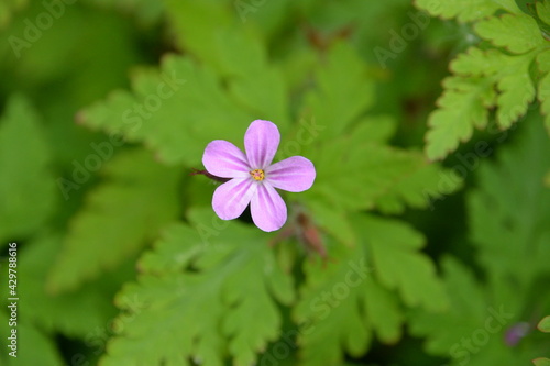 Spring