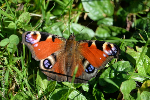 Butterfly
