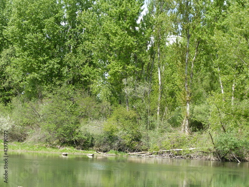 Seeufer im Wald in Kroatien