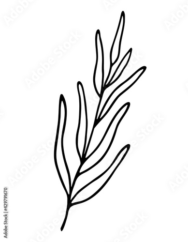 An abstract twig with long leaves. Stylized milimalist plant. Silhouette of graceful wild herb. A hand drawn vector illustration in doodle style. Isolated on white background. photo