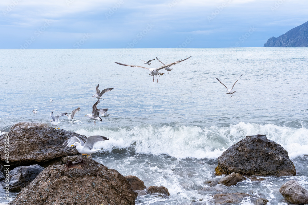 A flock of ivy gulls over the sea with rocks during a storm. One of the seagulls looks at the photographer A flock of ivy gulls over the sea with rocks during a storm. One of the seagulls looks at the photographer