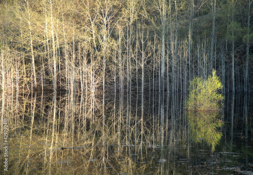 High water in spring. Flooded trees and bushes in the water. Reflection.