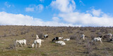 Panorama with a herd of wild goats in a field with early spring