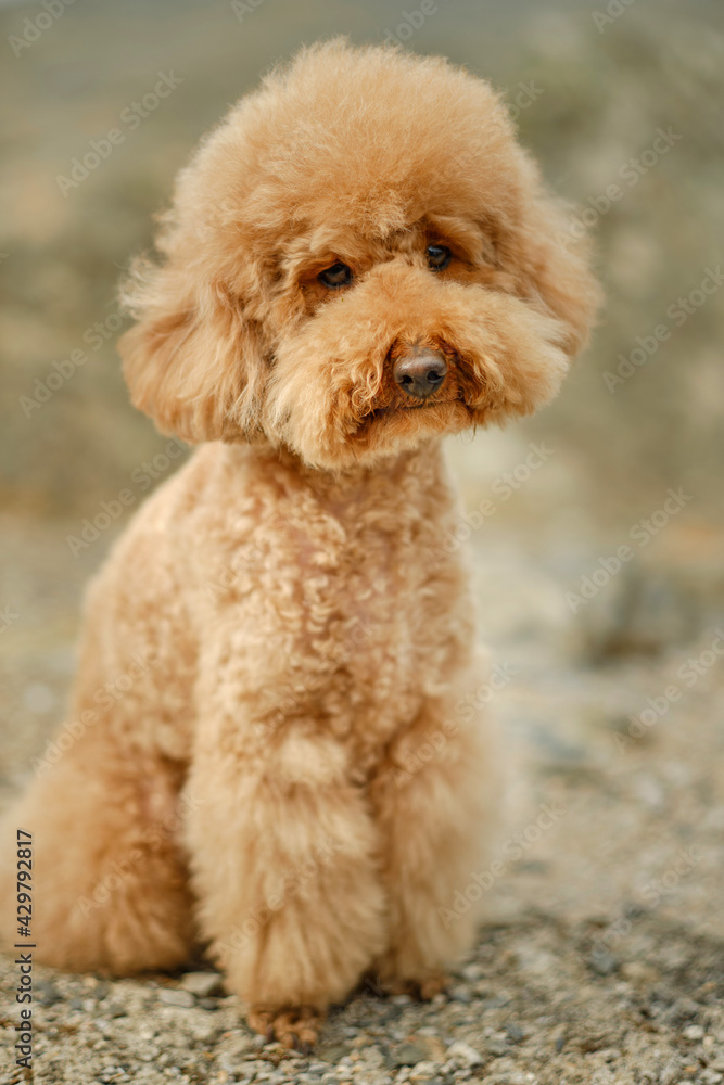 a brown poodle sitting in a field