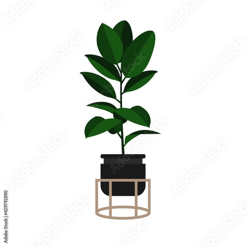 Ficus. Indoor flower. Vector illustration. Fashionable flower for the interior in the Scandinavian style.
