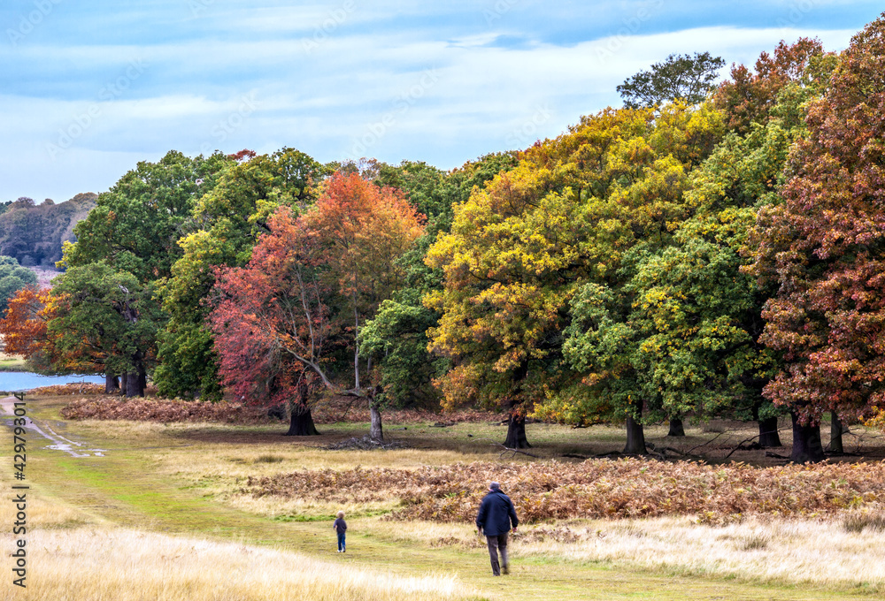 colorful autumn trees inside the Richmond Park in London. colorful autumn trees inside the Richmond Park in London.