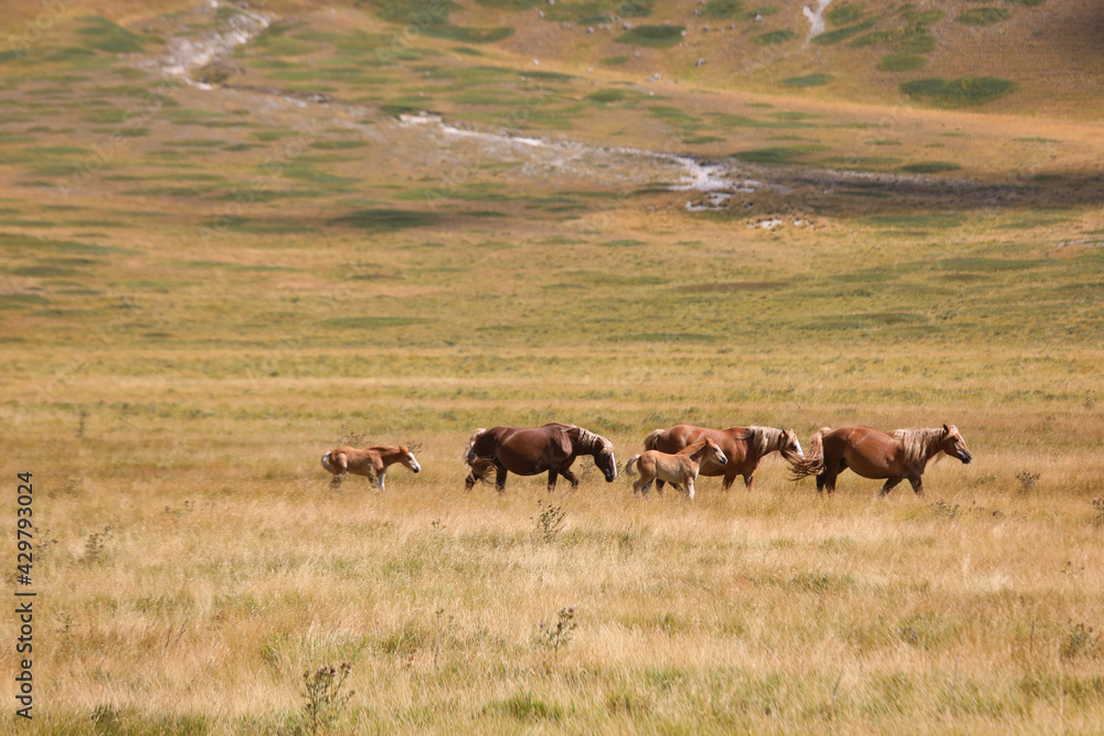 herd of horses with foals in the wild while grazing among the clearing