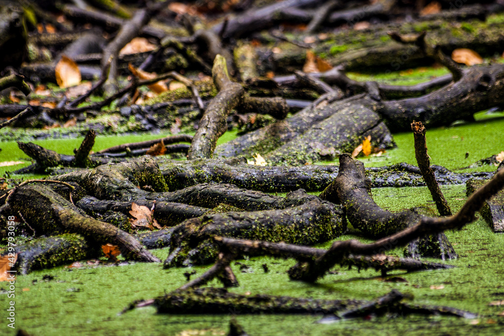 colorful autumn trees inside the Richmond Park in London. colorful autumn trees inside the Richmond Park in London.