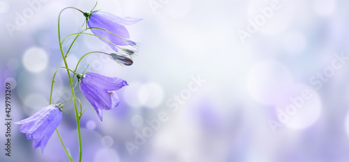 Tableau sur toile Lilac bellflowers on a blurred nature background