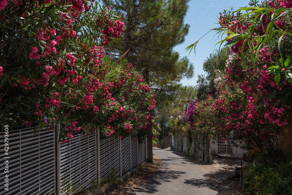 Beautiful oleanders and bougainvillea along the street. Ischia Island, Italy