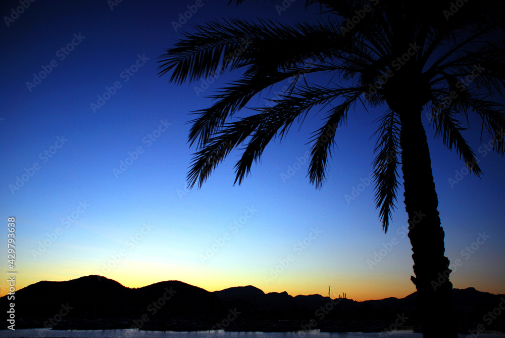 Palm tree at sunset in Majorca Island, Balearic