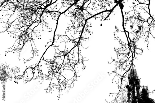 black and white abstract tree pattern