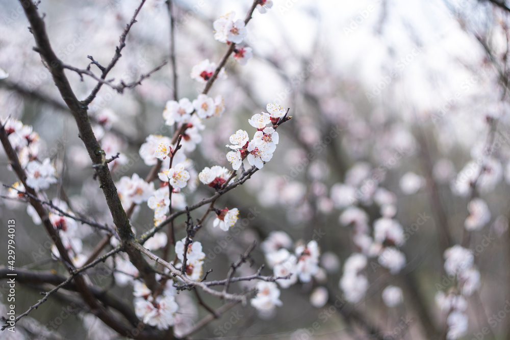 Kyiv, Ukraine, april 2014: Blossom of the Wild Plum in the forest Kyiv, Ukraine, april 2014: Blossom of the Wild Plum in the forest