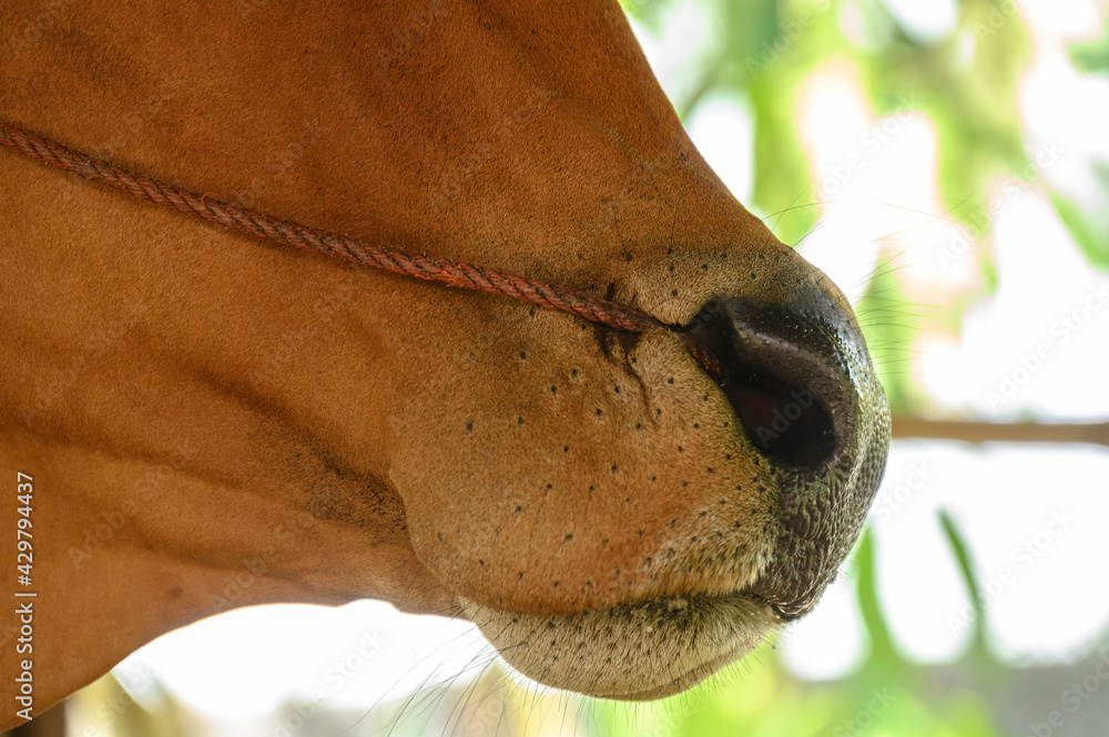 Obraz premium Female cow nose on a farm asia thailand