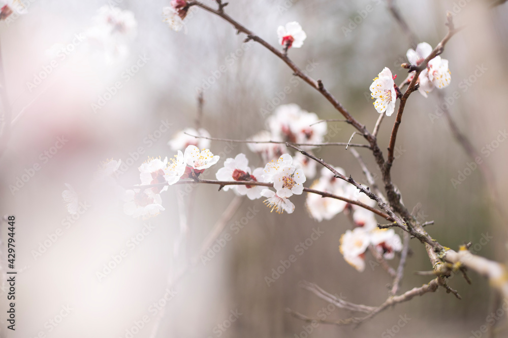 Kyiv, Ukraine, april 2014: Blossom of the Wild Plum in the forest Kyiv, Ukraine, april 2014: Blossom of the Wild Plum in the forest