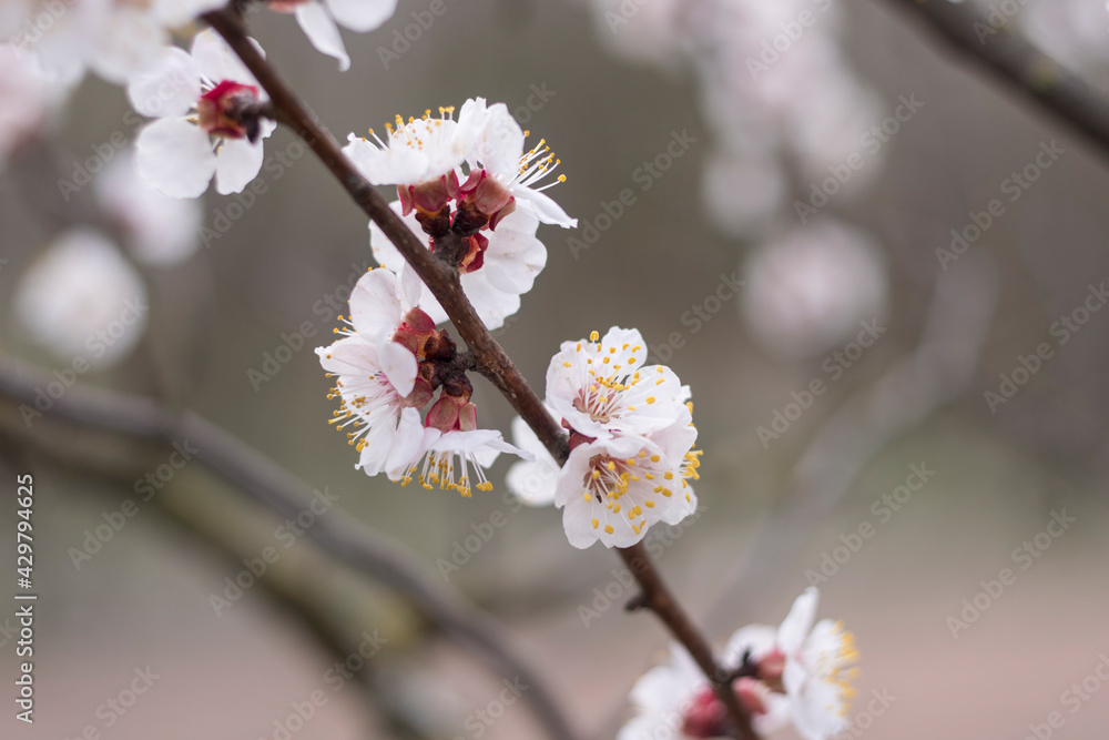 Kyiv, Ukraine, april 2014: Blossom of the Wild Plum in the forest Kyiv, Ukraine, april 2014: Blossom of the Wild Plum in the forest