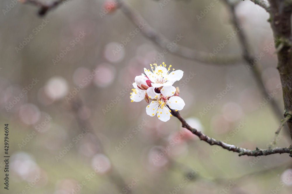 Kyiv, Ukraine, april 2014: Blossom of the Wild Plum in the forest Kyiv, Ukraine, april 2014: Blossom of the Wild Plum in the forest