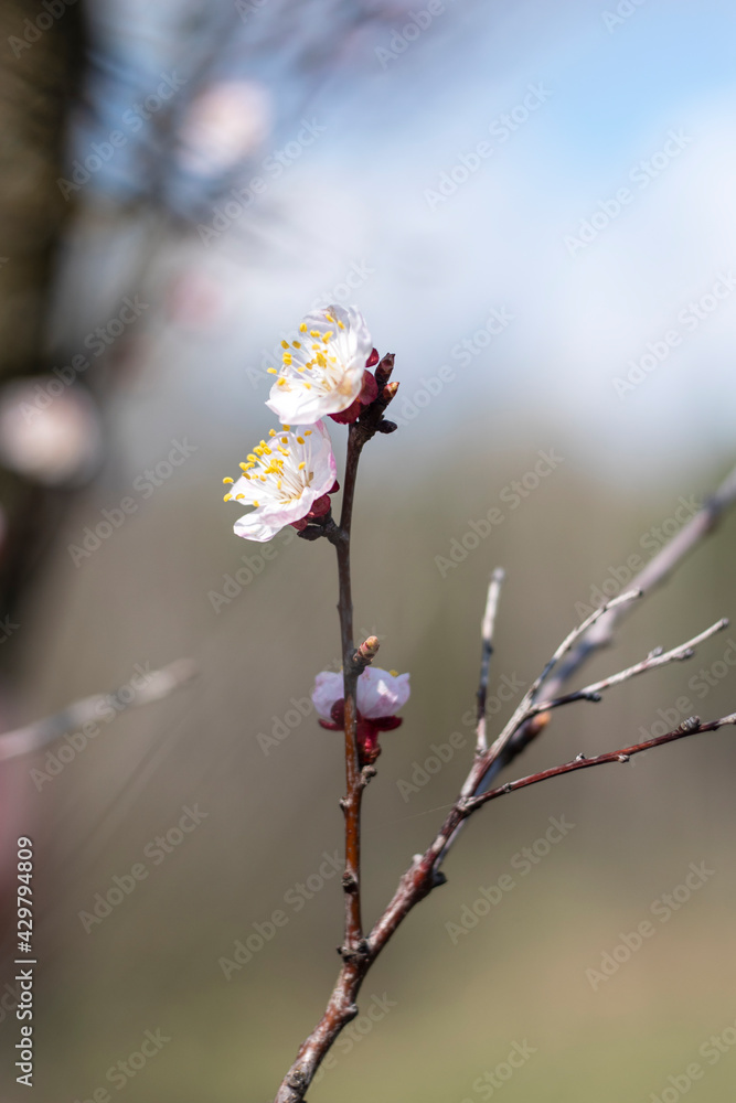 Kyiv, Ukraine, april 2014: Blossom of the Wild Plum in the forest Kyiv, Ukraine, april 2014: Blossom of the Wild Plum in the forest