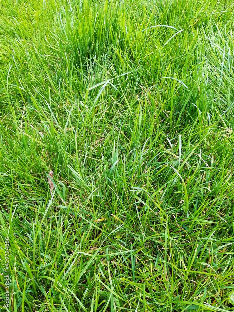 green grass background green grass background