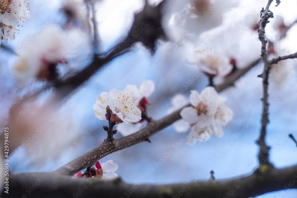 Kyiv, Ukraine, april 2014: Blossom of the Wild Plum in the forest