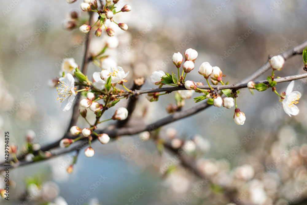 Kyiv, Ukraine, april 2014: Blossom of the Wild Plum in the forest Kyiv, Ukraine, april 2014: Blossom of the Wild Plum in the forest