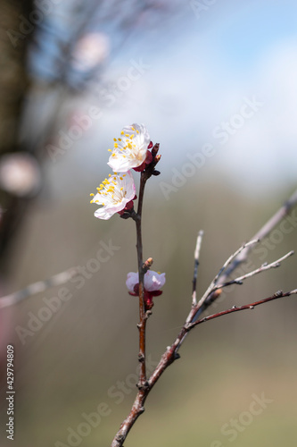 Kyiv, Ukraine, april 2014: Blossom of the Wild Plum in the forest © vector_master