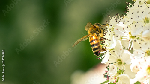 Bee flying on white flowers in spring © Marco Bonomo