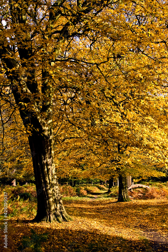 colorful autumn trees inside the Richmond Park in London.