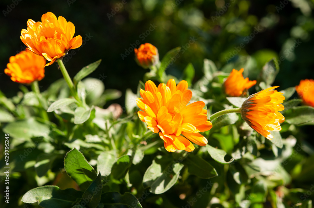 Calendula officinalis is an annual plant of the Asteraceae family. Yellow-orange flower close up. Calendula officinalis is an annual plant of the Asteraceae family. Yellow-orange flower close up.