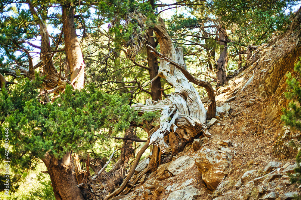A view of a natural tree sculpture in a mountain pine forest along the stone path.