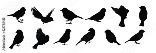 Set of black bird silhouettes. Vector elements for design. 