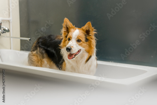 Fototapeta Naklejka Na Ścianę i Meble -  the dog is washed in the bath